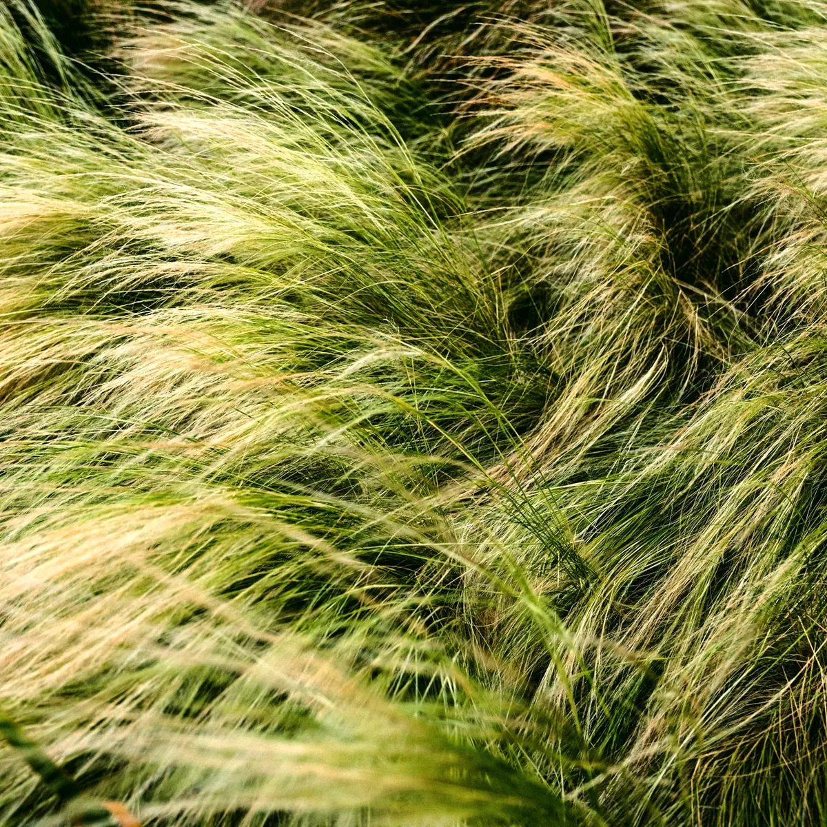 Graminées ornementales qui ondulent au vent dans un massif
