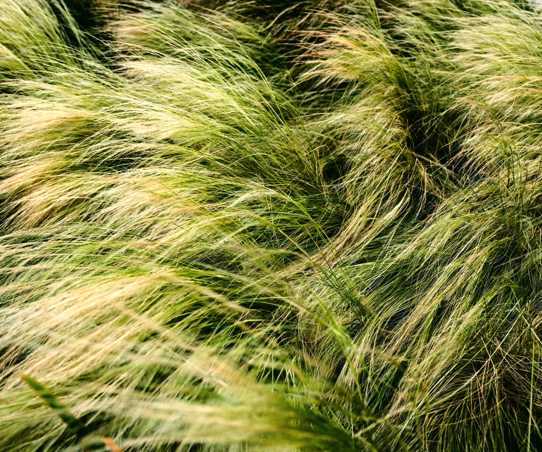 Graminées ornementales qui ondulent au vent dans un massif