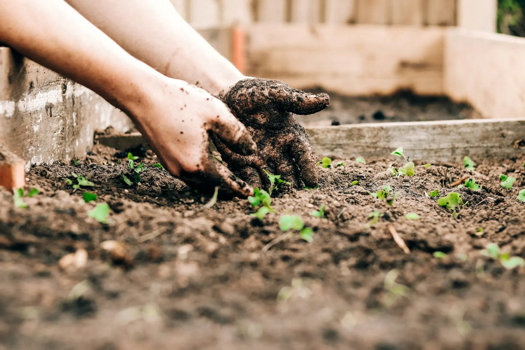 Mains de jardinier qui installent de jeunes plants dans un sol fraîchement préparé
