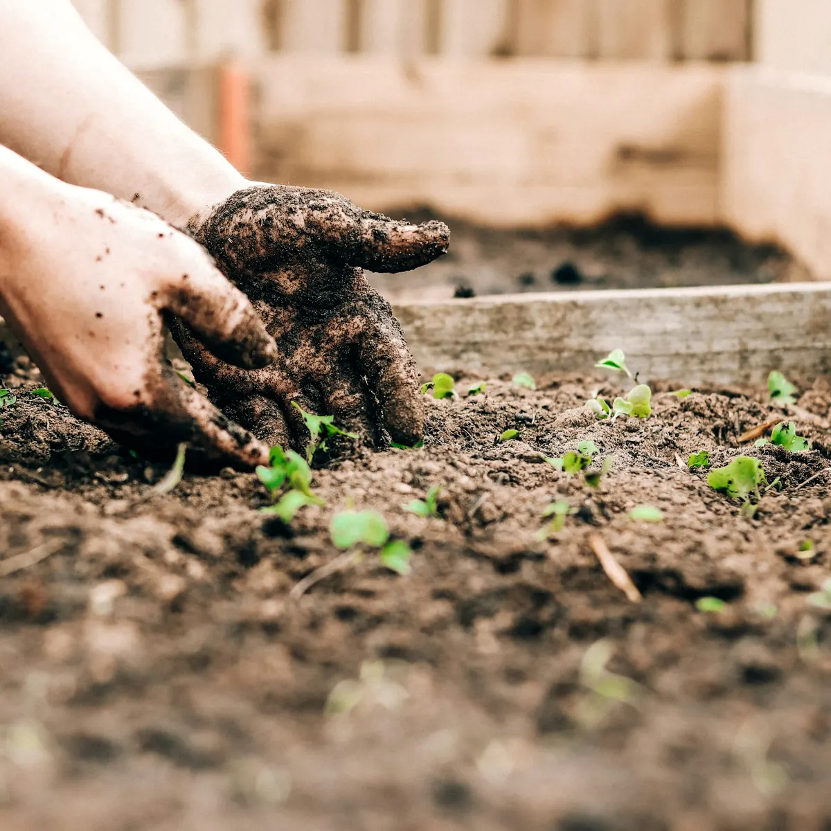Mains de jardinier qui installent de jeunes plants dans un sol fraîchement préparé